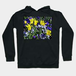 Yellow Tulips and Purple Pansies Hoodie